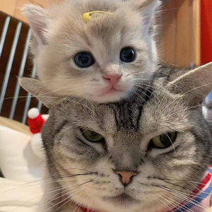 午夜福利视频合集
